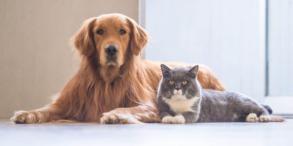 Americans are spending money on their pets at a higher rate than they are on food or medicine
