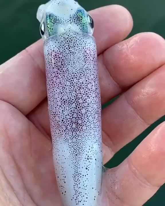 Chromatophores in squid.