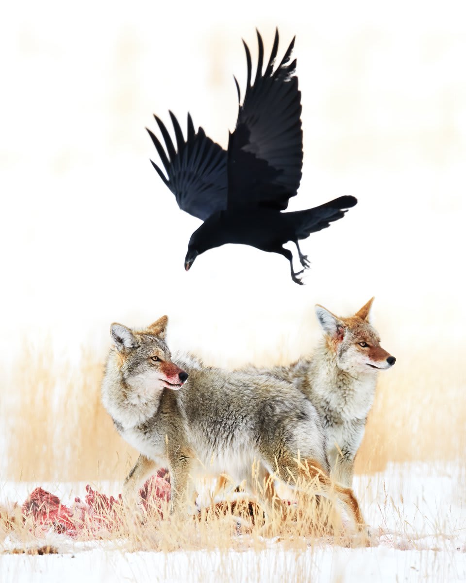 Congratulations to Mukul Soman the grand prize winner of the 2021 Wildlife photo contest! His image is titled “Trinity.” OPHWildlife2021 You can view the winners here: