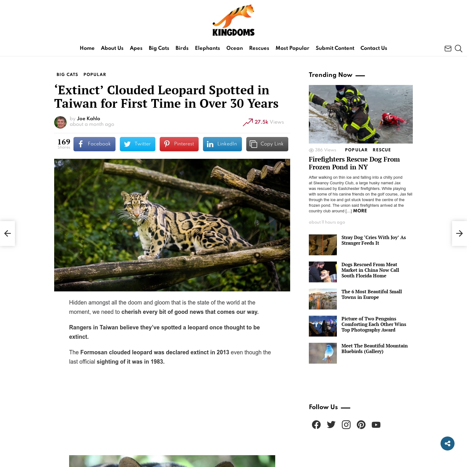 'Extinct' Clouded Leopard Spotted in Taiwan for First Time in Over 30 Years