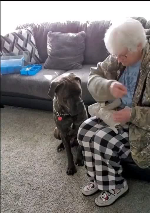 Good boy waits patiently while grandma fixes his favorite toy.