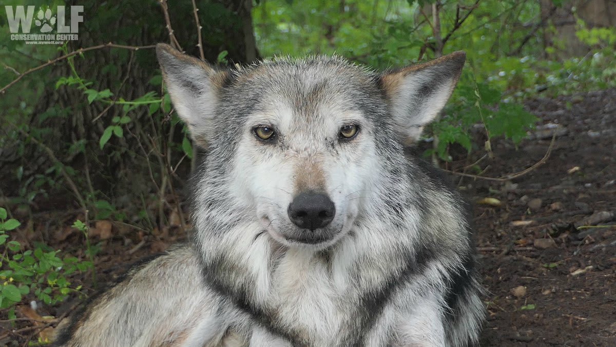 Did you know that the Mexican gray wolf is not only the most genetically distinct of North American gray wolves, but its ancestors were also likely the first gray wolves to cross the Bering Land Bridge into North America during the Pleistocene era!