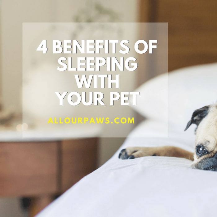 4 Benefits of Sleeping With Your Pet
