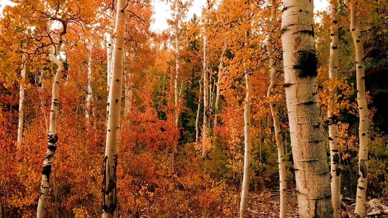 Birch trees in Autumn