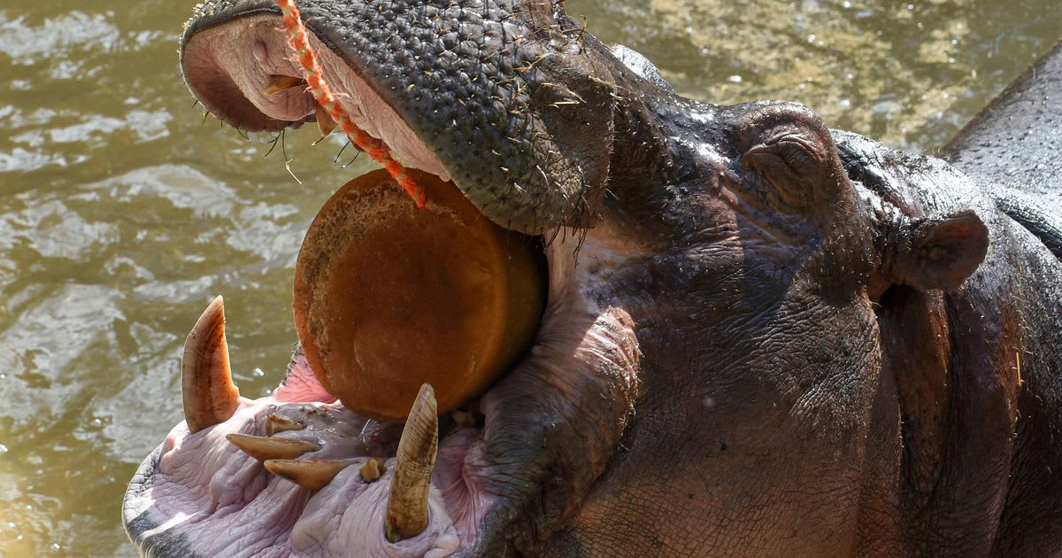 Pablo Escobar's 'cocaine hippos' may benefit Colombia's environment