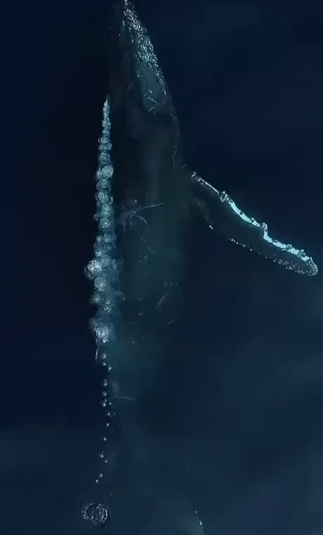 Humpback Whale from a drone