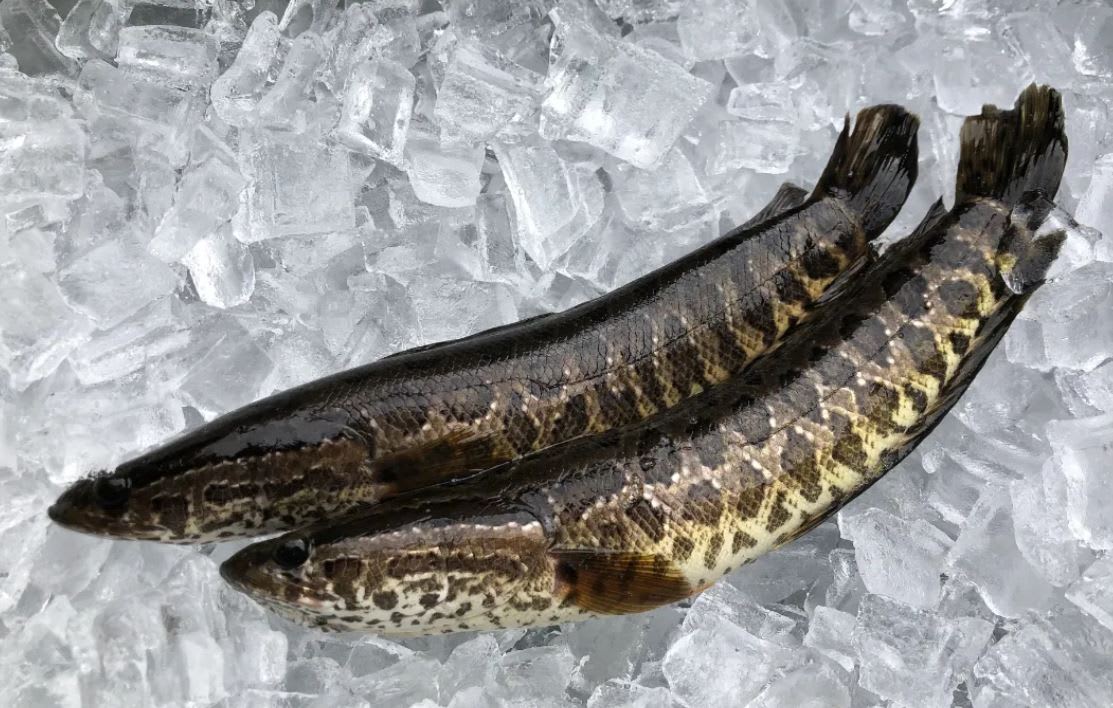 Officials Warn People To ‘Kill 3-Foot Fish Immediately’ If They See It