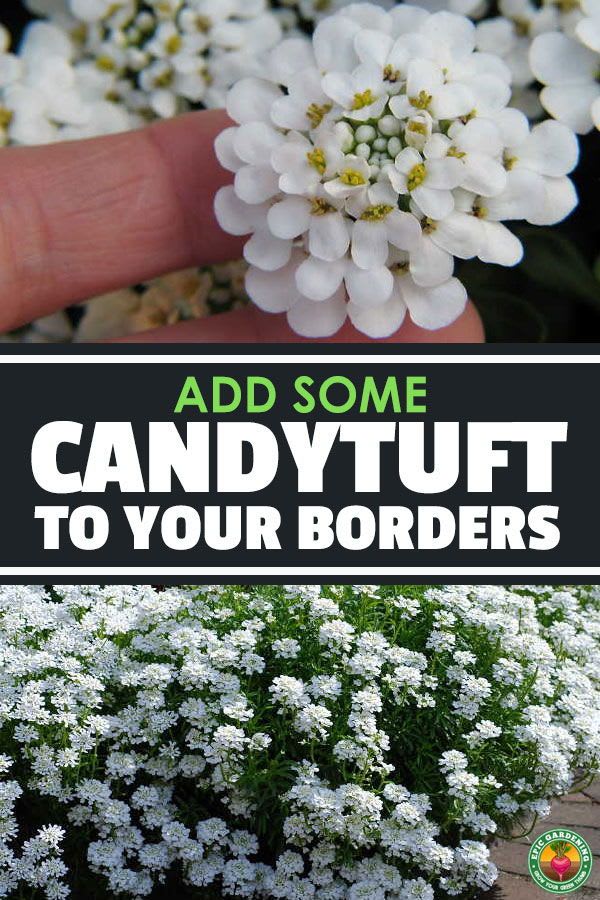 Candytuft: Easy-Growing Perennial Border Plants
