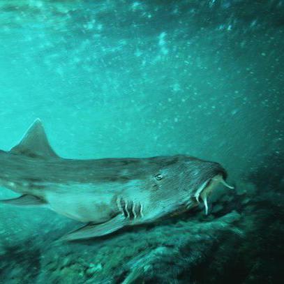 Ancient 'Galagadon' shark sported teeth shaped like Galaga spaceship