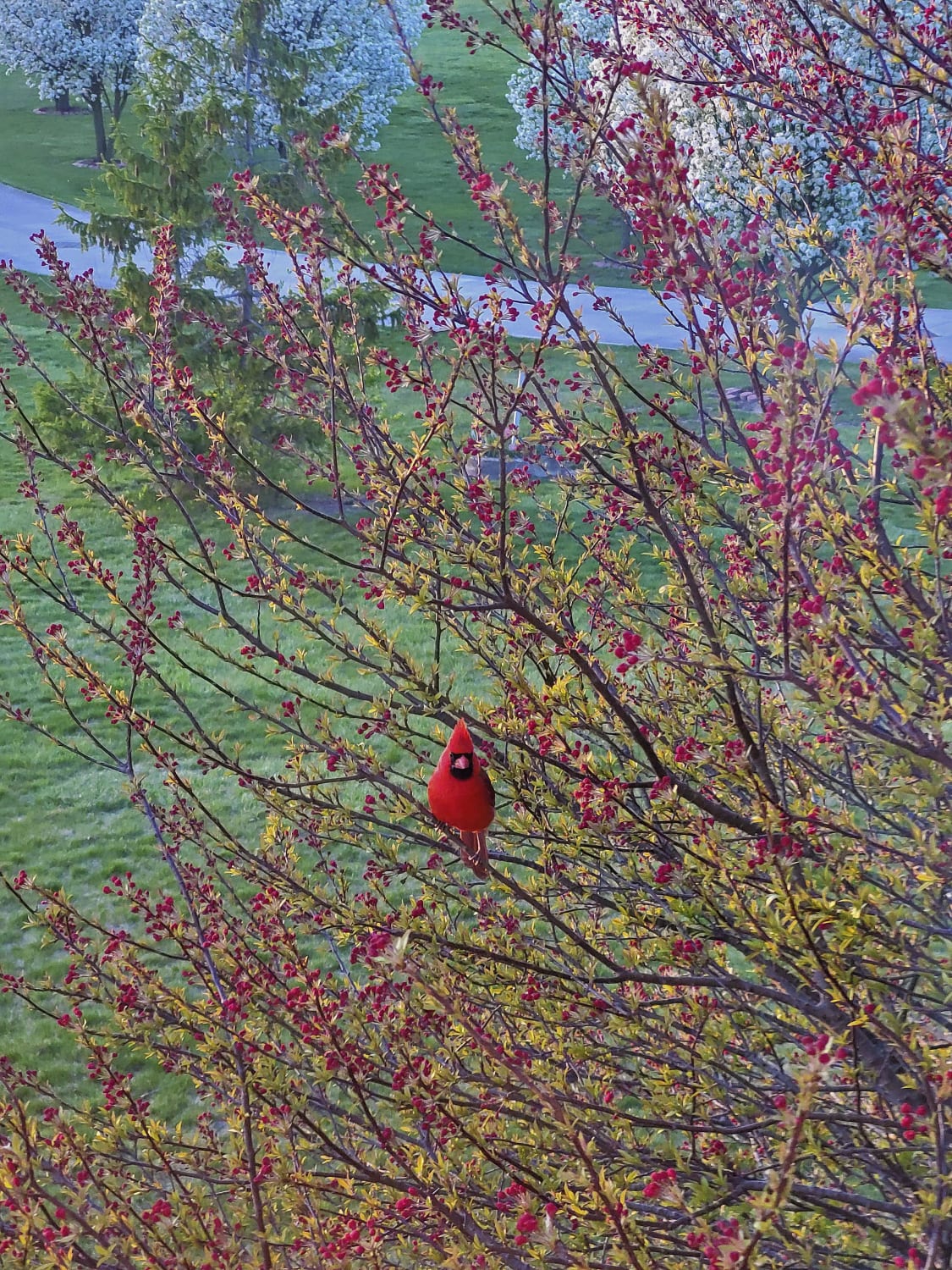 Cardinal on a tree