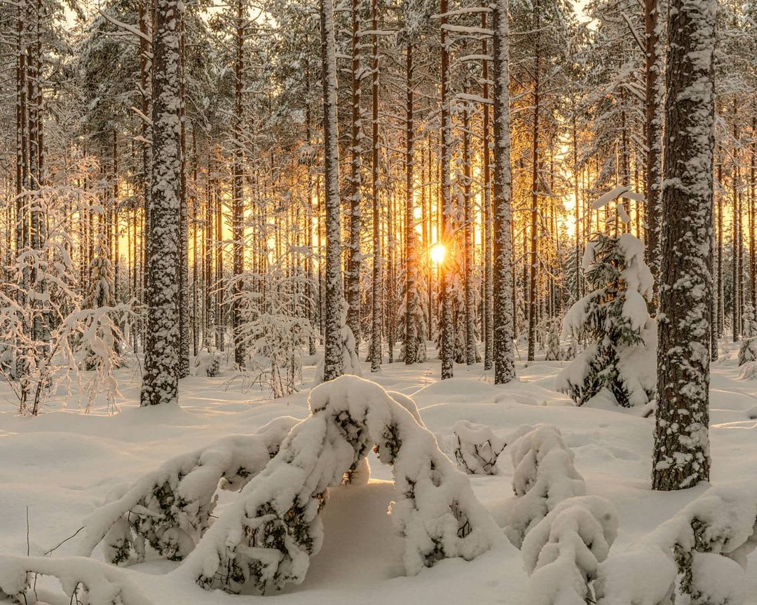Sun about to set in forest near Seinäjoki, Finland (Photo credit to Ville Kivimäki)