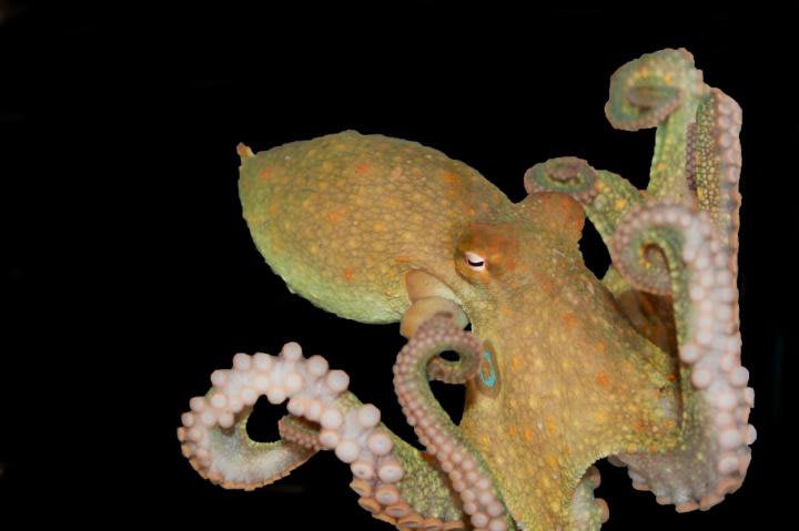 Octopuses Taste Food With Special Cells in Their Suckers