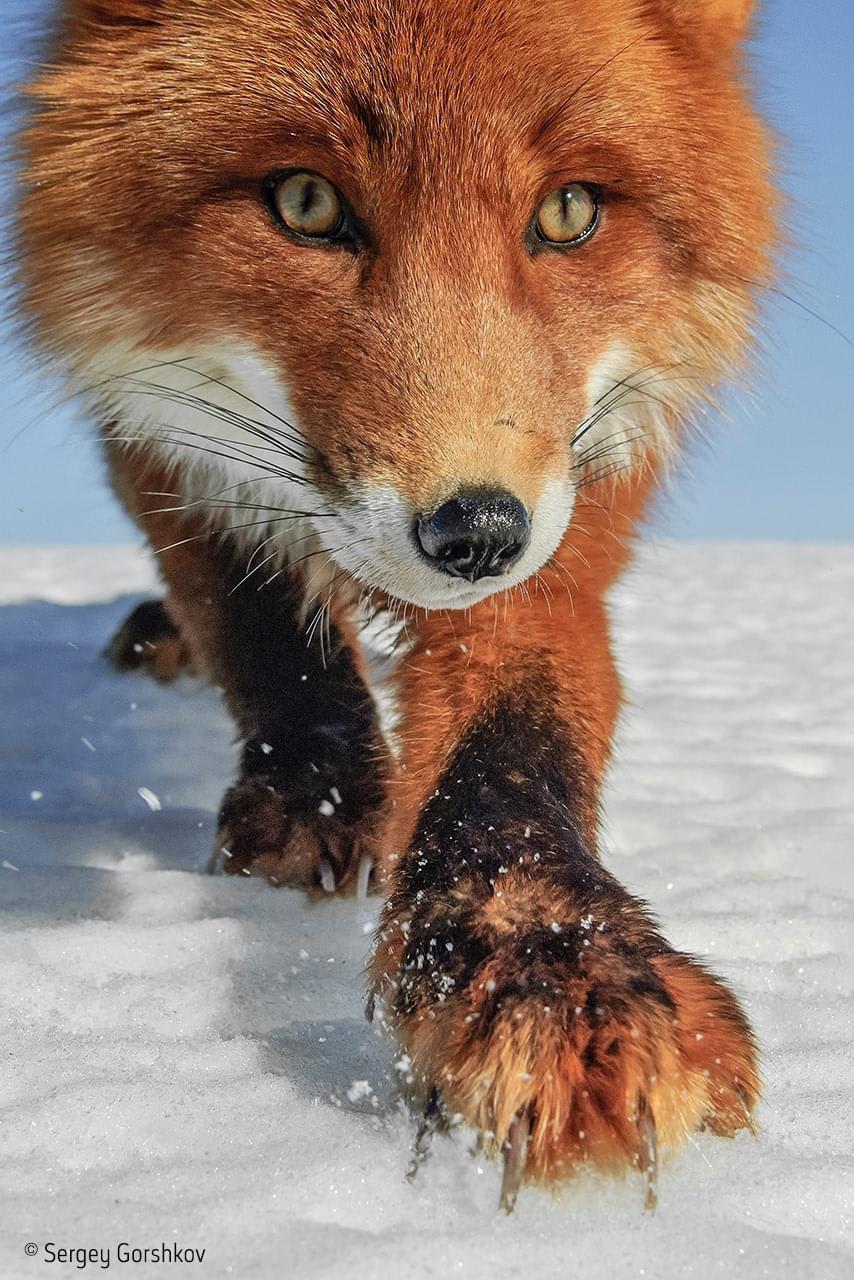 A big Russian red fox exploring the winter landscape.
