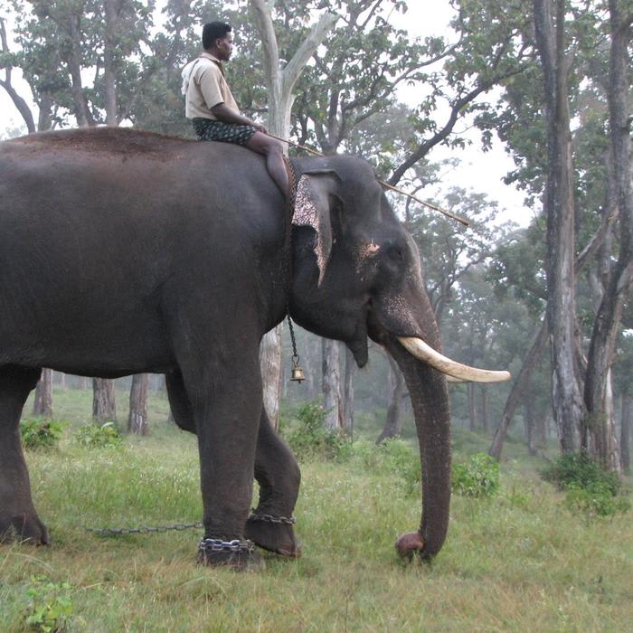 Mathikettan Shola National Park in Idukki District of Kerala