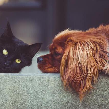 Dogs Are Better Than Cats: Research (and Anecdote) Prove It!