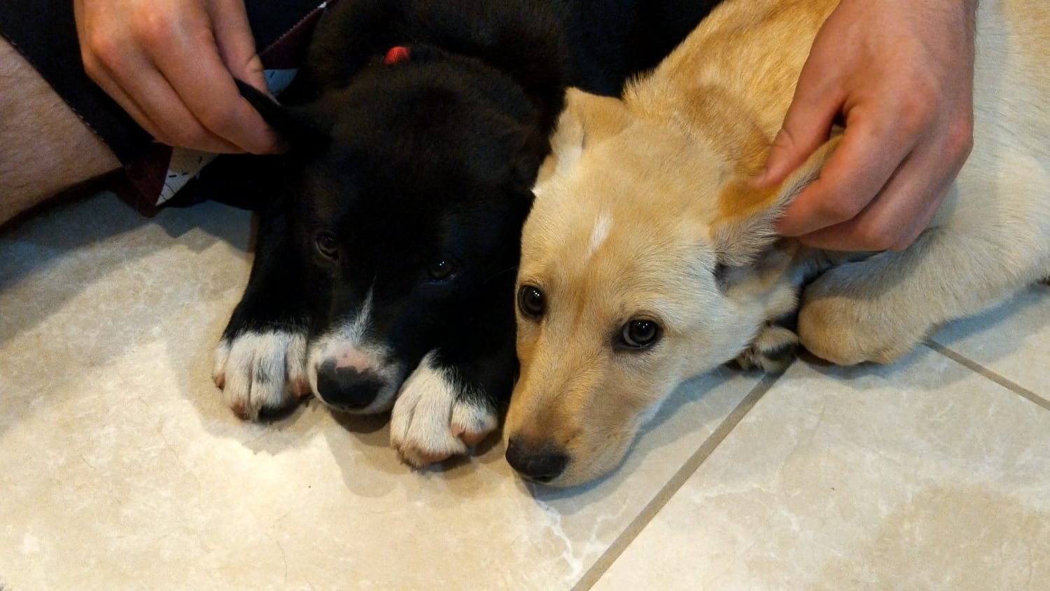 These two foster puppies rescued from a hoarder were so scared but they finally let me pet them.