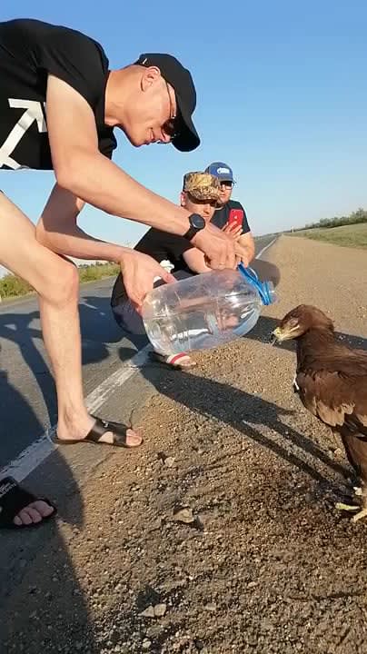 Thirsty Eagle cooling down and drinking water