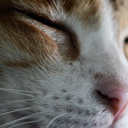 Can Cats Smell Cancer In Humans?