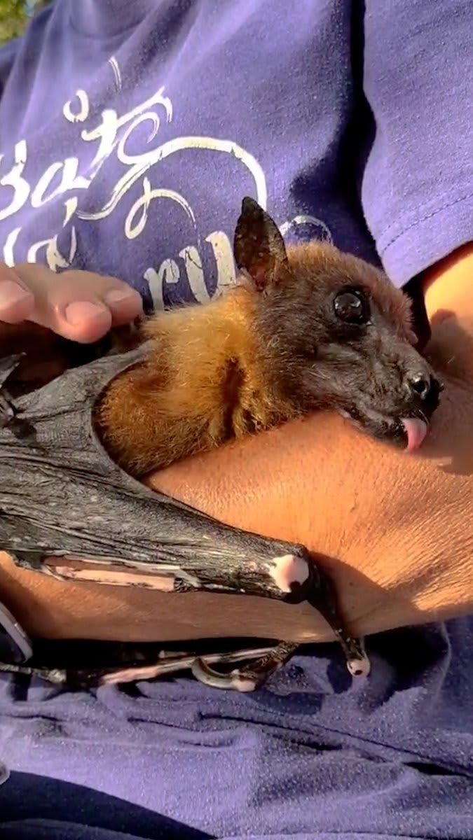 33-year-old bat loves to curl around his mom's arm and fall asleep 💕