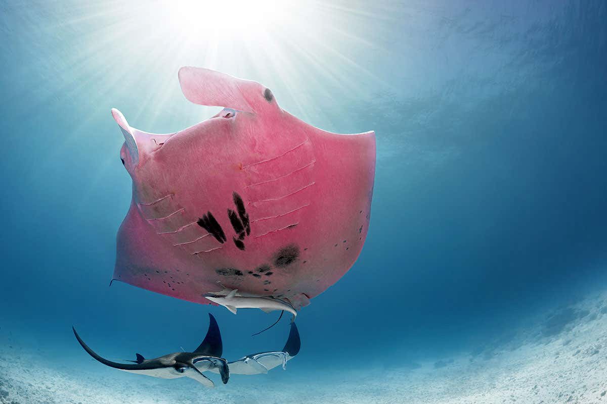 World's only known pink manta ray spotted in the Great Barrier Reef