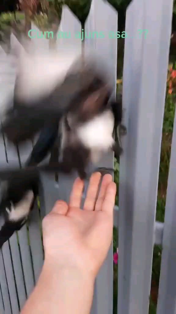Several bird that had their head stuck in a fence got rescued