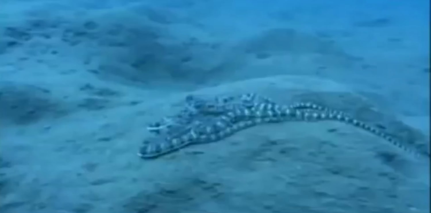 the mimic octopus.