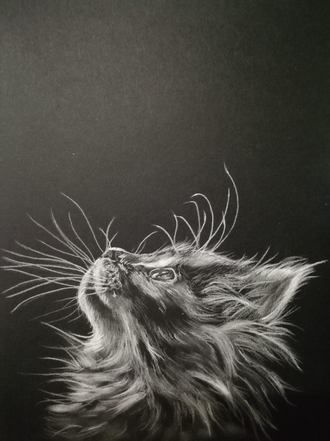 Kitten, white pencil on black paper