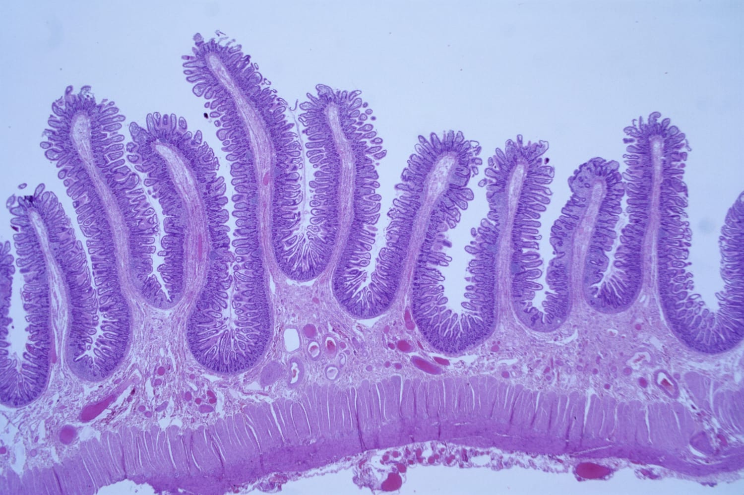 What Histology Is and How It's Used