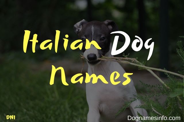 The 150+ BEST Unique Italian Dog Names for [2020]