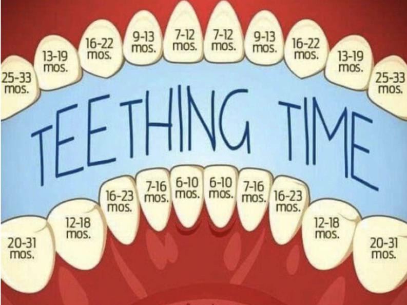 What age babies start teething on each part of the mouth