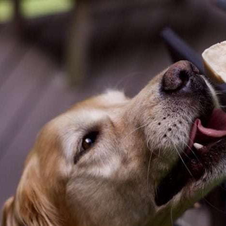 How to Make Homemade Peanut Butter Frosty Paws Treats for Dogs