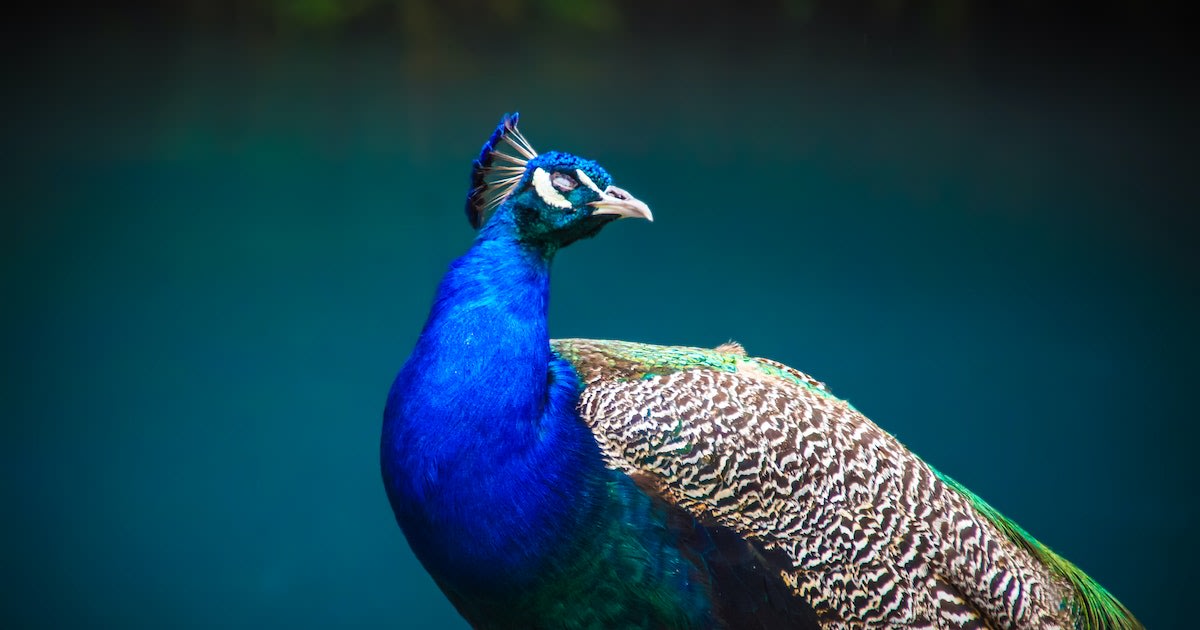 What's on NBC's Peacock, and is it worth it?