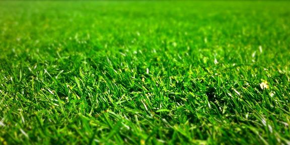 Learn When to Fertilize Your Lawn