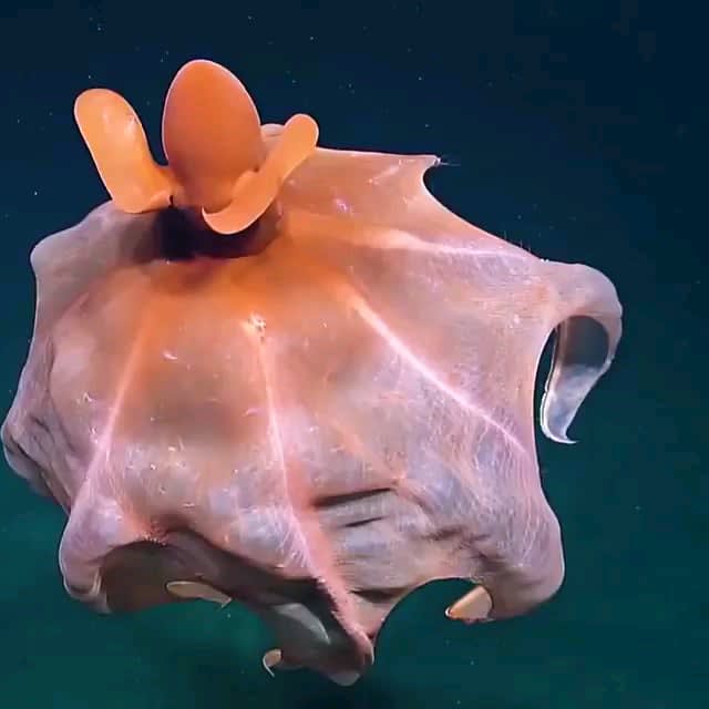 Incredible octopus stretching it's tentacles to form a huge balloon captured by EVNautilus at a depth of around 1600 meters (5,250 feet).