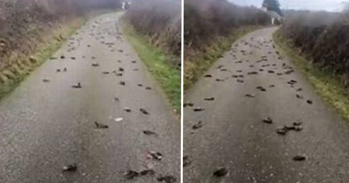 300 Dead Birds Mysteriously Fall Out Of The Sky On Welsh Island