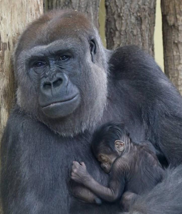 Berlin zoo celebrates first gorilla birth in 16 years