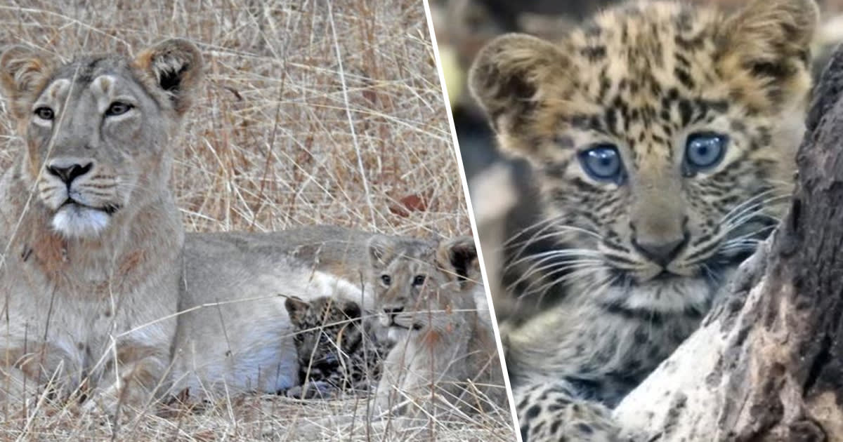 Lion Mama Adopted Sick Baby Leopard Cub As Her Own
