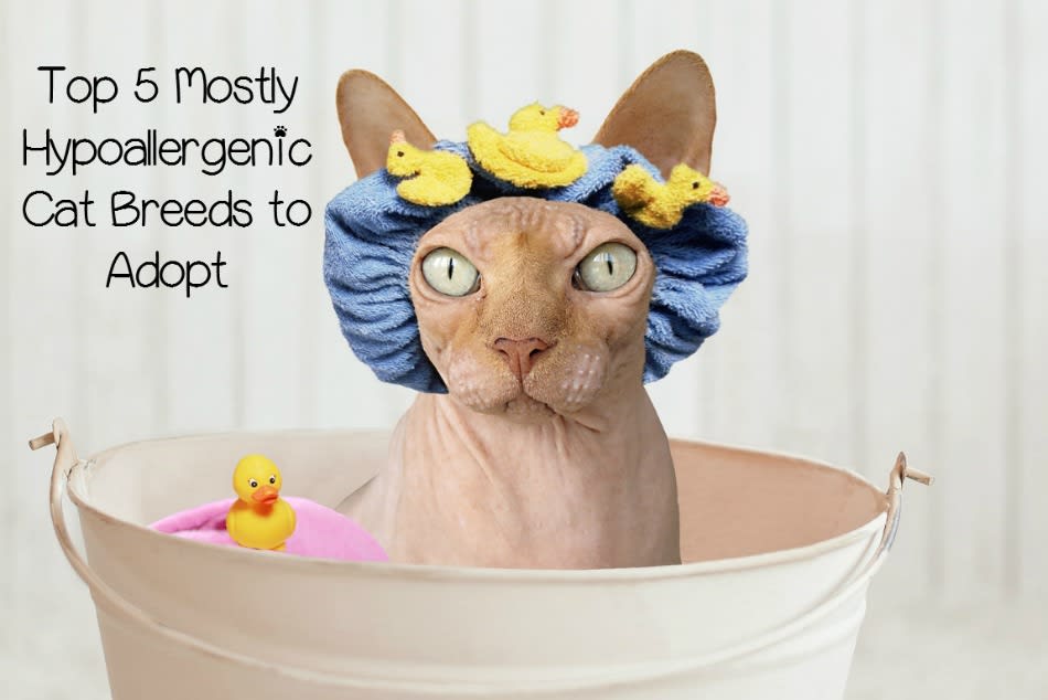 5 Mostly Hypoallergenic Cat Breeds for People with Allergies