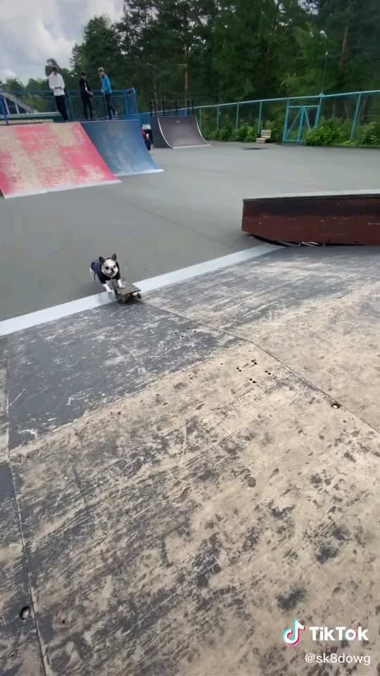 This dog can skate
