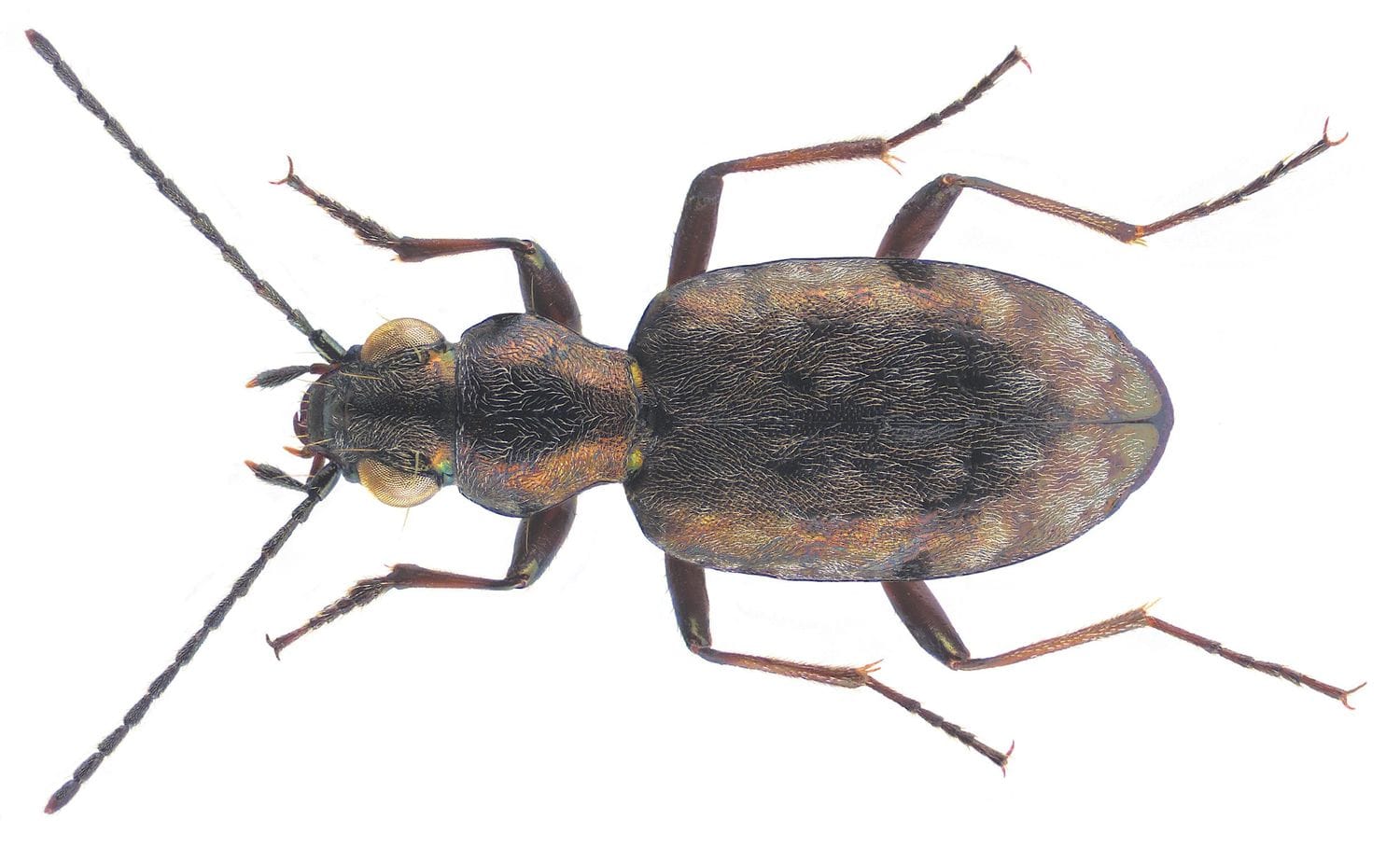 Asaphidion caraboides (Schrank, 1781)