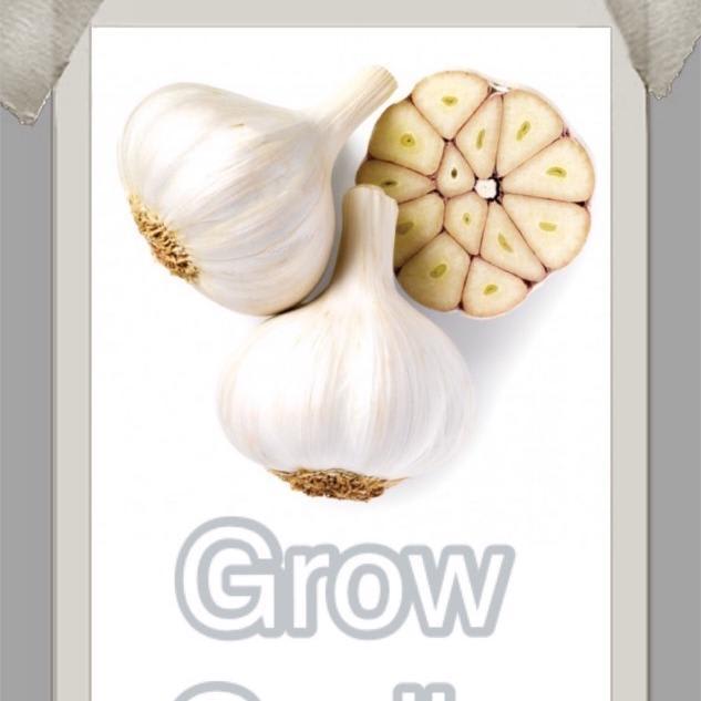 How To Grow, Harvest And Store Garlic