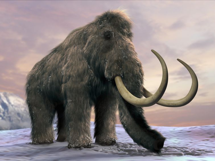 The last woolly mammoths lived on a remote island, study says