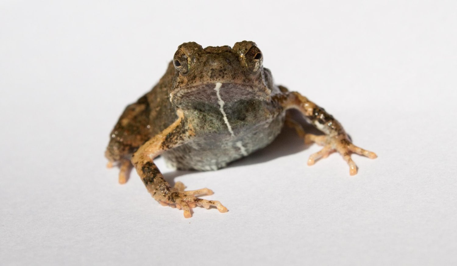 A City Frog's Love Song Attracts More Mates Than Countryside Croaks