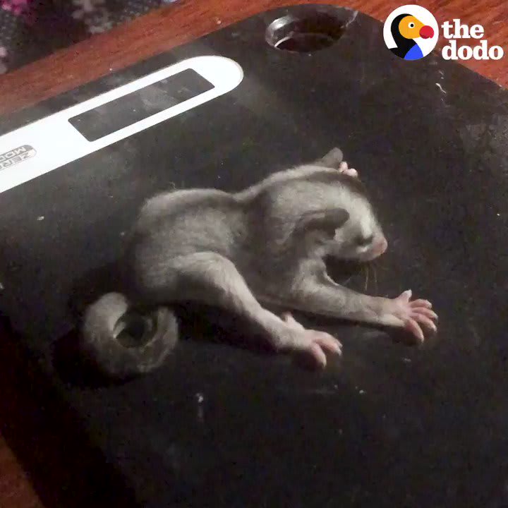 Watch a fuzzy baby sugar glider grow up and glide back to the wild!