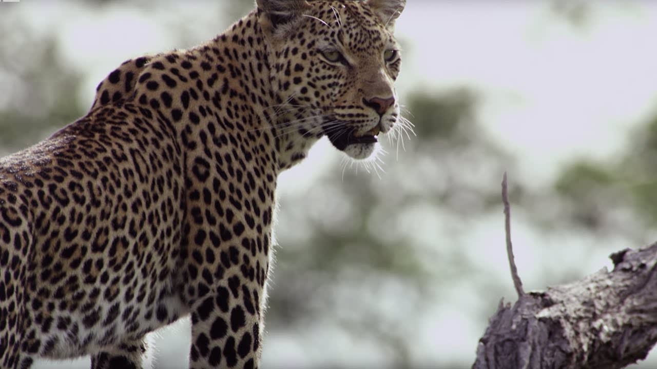 Wild Dogs Attempt to Steal Leopard Families' Meal | BBC Earth