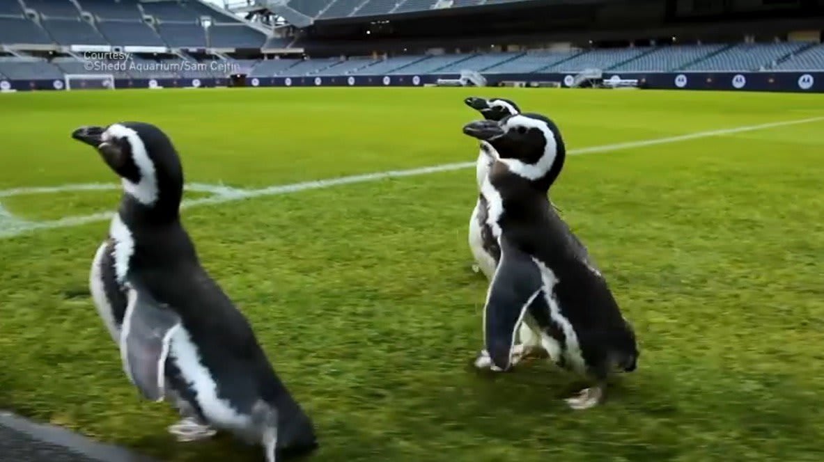 Penguins Get Taken On A Field Trip To Chicago's Soldier Field