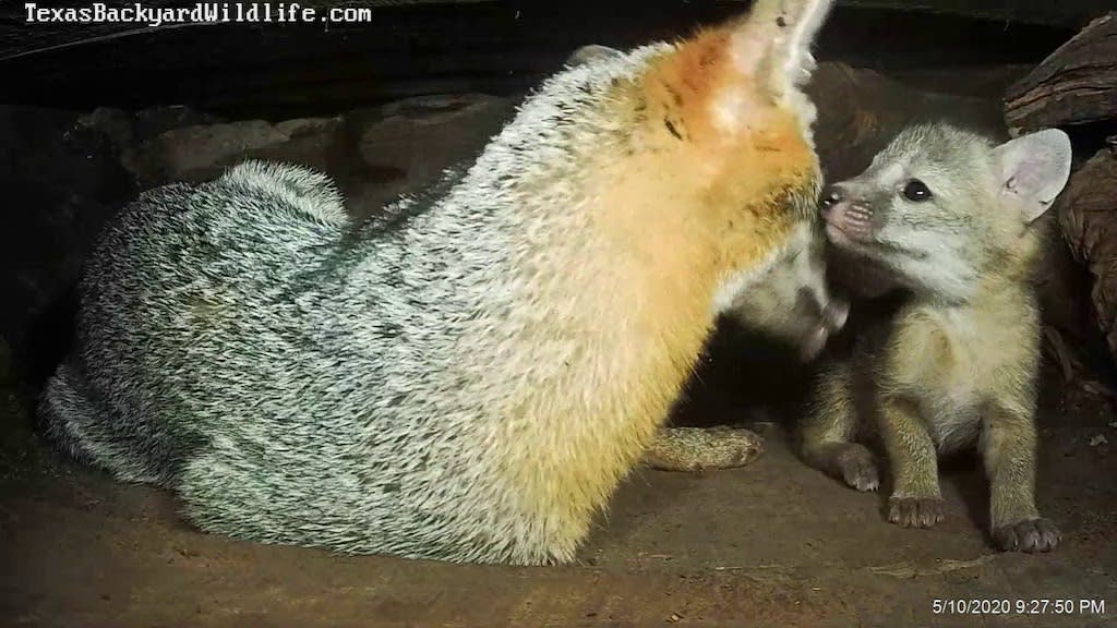 A Mother Fox Moves Her Four Pups to the Safety of an Underground Den in an Austin, Texas Backyard