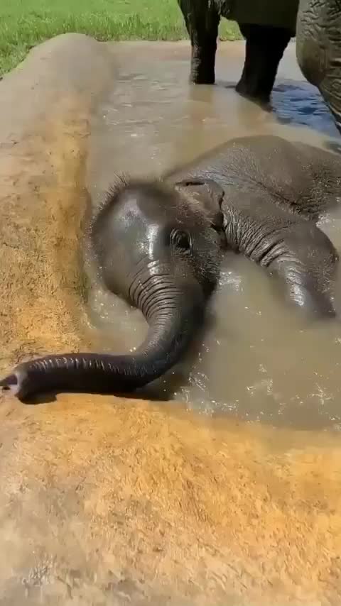 Baby elephant playing in the water