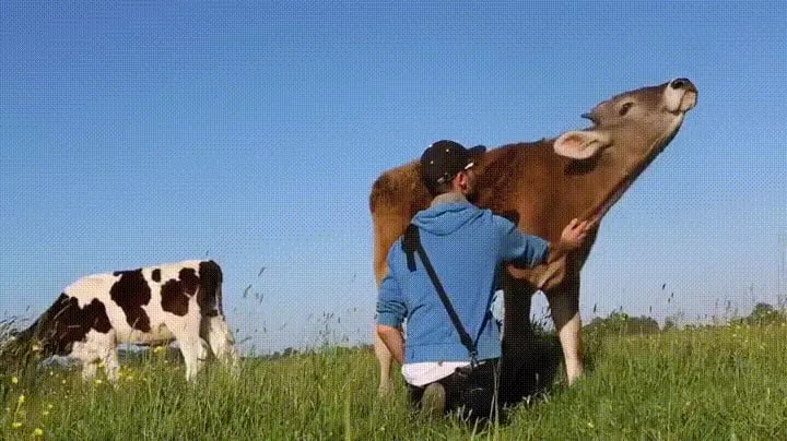 Cows are sweet as long as you treat them nicely