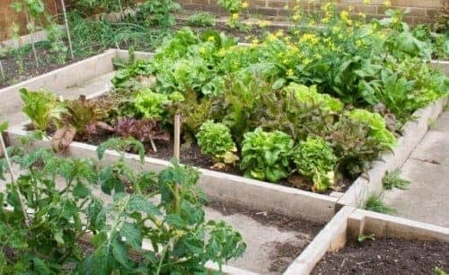 Learn the Benefits of Raised Garden Beds